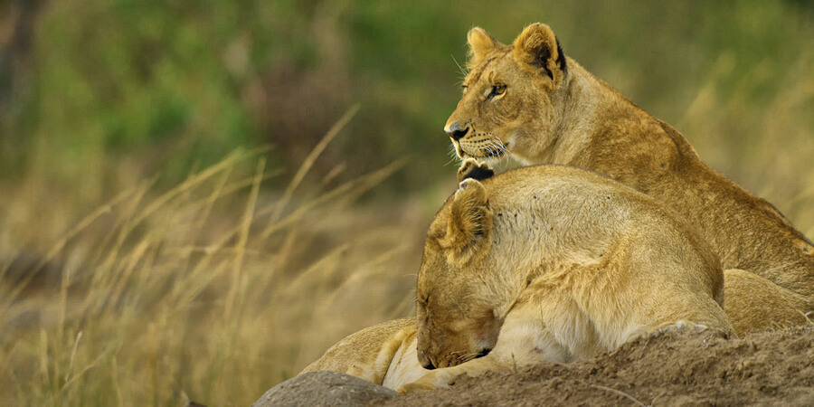 Tanzania informatie overzicht parken, hotels en lodges, beste reisperiode Algemene informatie over de bestemming Tanzania