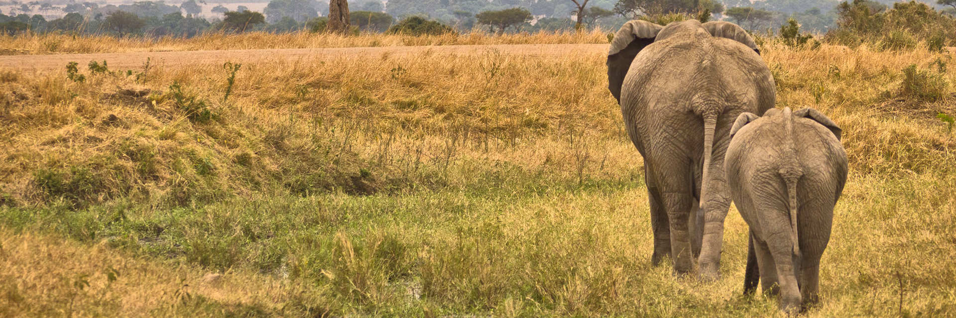 Oost-Afrika heeft ongekende safari bestemmingen om te ontdekken. Oost-Afrika heeft ongekende safari bestemmingen om te ontdekken.