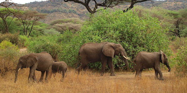 Informatie wildparken en klimaat en beste reisperiode Tanzania Informatie wildparken en klimaat en beste reisperiode Tanzania