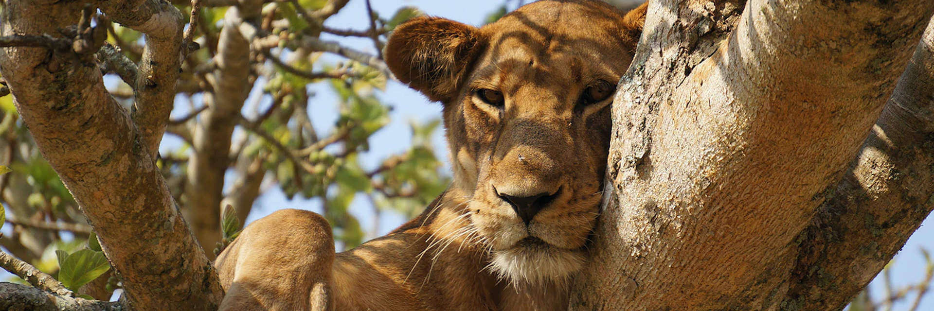 Avontuurlijke prive safari reizen en maatwerk rondreizen Tanzania Avontuurlijke prive safari reizen en maatwerk rondreizen Tanzania