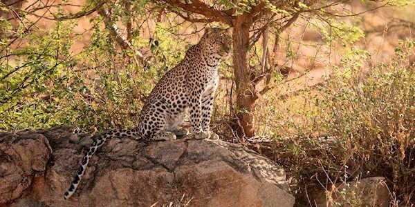 Samburu en Buffalo Springs, Kenia Samburu en Buffalo Springs, Kenia
