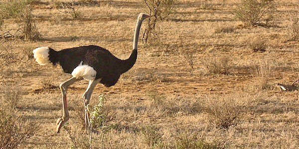 Samburu en Buffalo Springs, Kenia Samburu en Buffalo Springs, Kenia