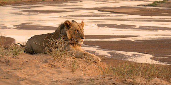Leeuw, Samburu Nationaal Reservaat in Kenia Leeuw, Samburu Nationaal Reservaat in Kenia