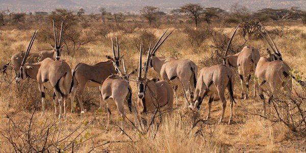 Samburu en Buffalo Springs, Kenia Samburu en Buffalo Springs, Kenia