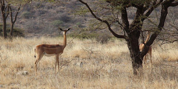 Generoek, Samburu Nationaal Reservaat in Kenia Generoek, Samburu Nationaal Reservaat in Kenia