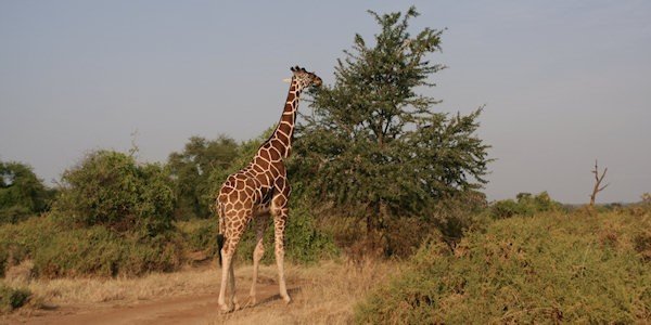 Net-giraf, Samburu Nationaal Reservaat in Kenia Net-giraf, Samburu Nationaal Reservaat in Kenia