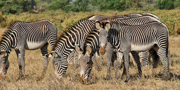 Grevy-zebra, Samburu Nationaal Reservaat in Kenia Grevy-zebra, Samburu Nationaal Reservaat in Kenia
