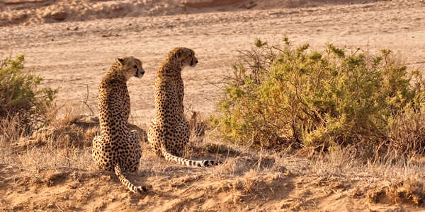 Samburu en Buffalo Springs, Kenia Samburu en Buffalo Springs, Kenia