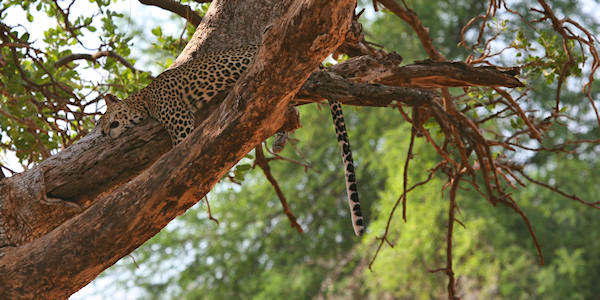 Samburu en Buffalo Springs informatie en accommodaties Samburu en Buffalo Springs informatie en accommodaties