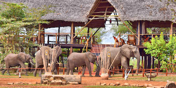 Selous Impala Camp klik voor verdere informatie! Selous Impala Camp klik voor verdere informatie!