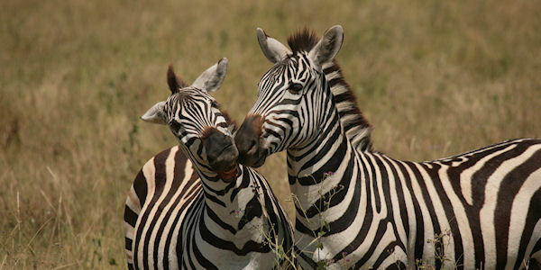 Zebra één van de kudde dieren die doorgaans optrekken met de gnoe migratie. Zebra één van de kudde dieren die doorgaans optrekken met de gnoe migratie.