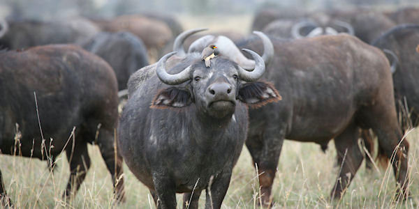 Buffel één van de gevaarlijke diersoorten van de fameuze Big 5 Serengeti Nationaal Park, buffel één van de gevaarlijke diersoorten van de fameuze big 5