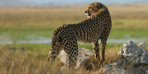 Serengeti Nationaal Park, Tanzania Serengeti Nationaal Park, Tanzania