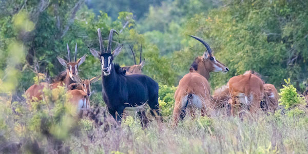 Sabelantiloop, Shimba Hills Nationaal Park in Kenia Sabelantiloop, Shimba Hills Nationaal Park in Kenia