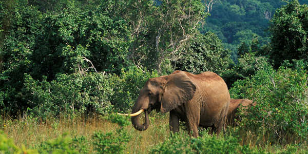 Olifanten, Shimba Hills Nationaal Park in Kenia Olifanten, Shimba Hills Nationaal Park in Kenia