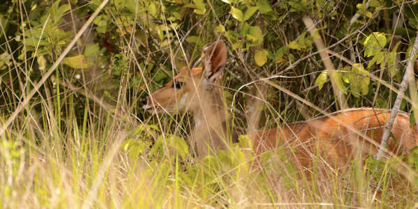 Schichtige bosbok, Shimba Hills Nationaal Park in Kenia Schichtige bosbok, Shimba Hills Nationaal Park in Kenia