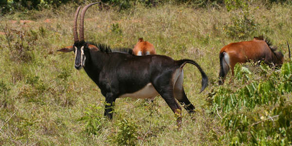 Shimba Hills Nationaal Park informatie en accommodaties Shimba Hills Nationaal Park informatie en accommodaties