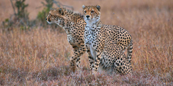 Laikipia plateau, Kenia Laikipia plateau, Kenia