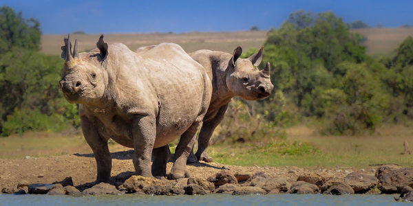 Laikipia plateau, Kenia Laikipia plateau, Kenia