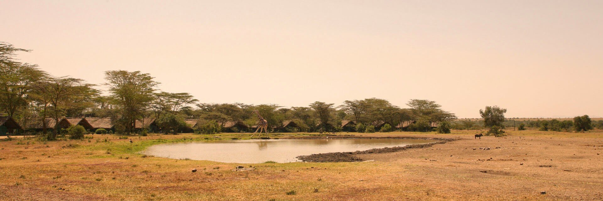 Sweetwaters Serena Camp met uitzicht op drinkwaterplaats en Mount Kenya Sweetwaters Serena Camp met uitzicht op drinkwaterplaats en Mount Kenya