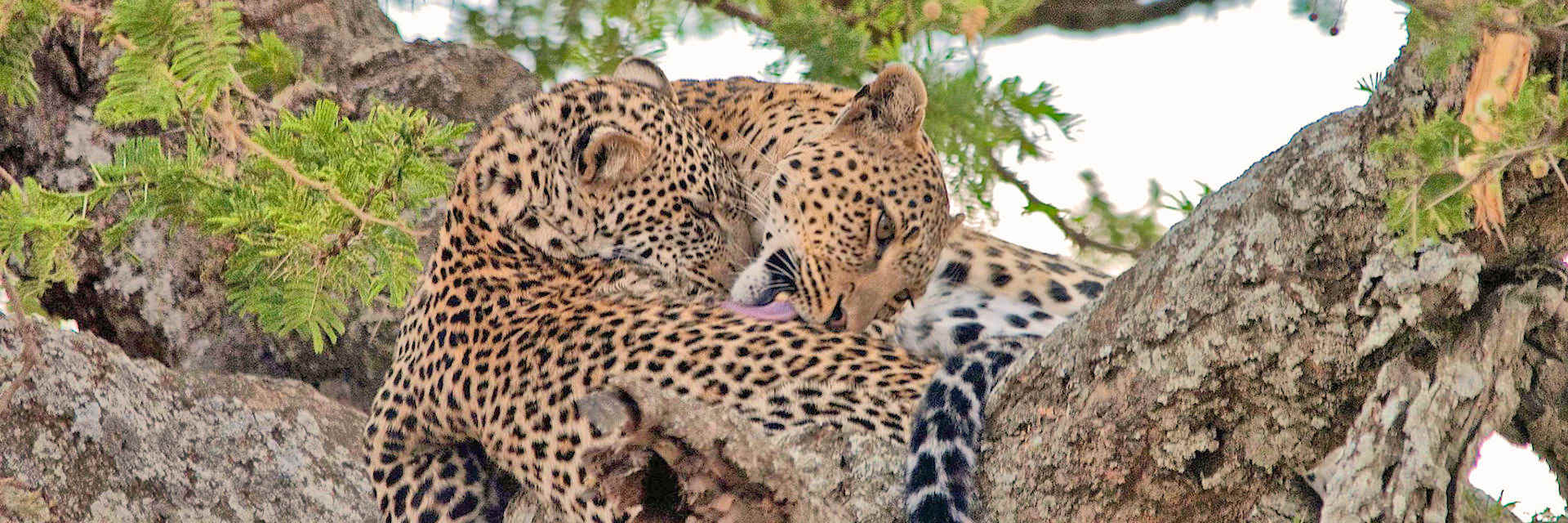 Algemene informatie safari bestemming Tanzania Algemene informatie safari bestemming Tanzania