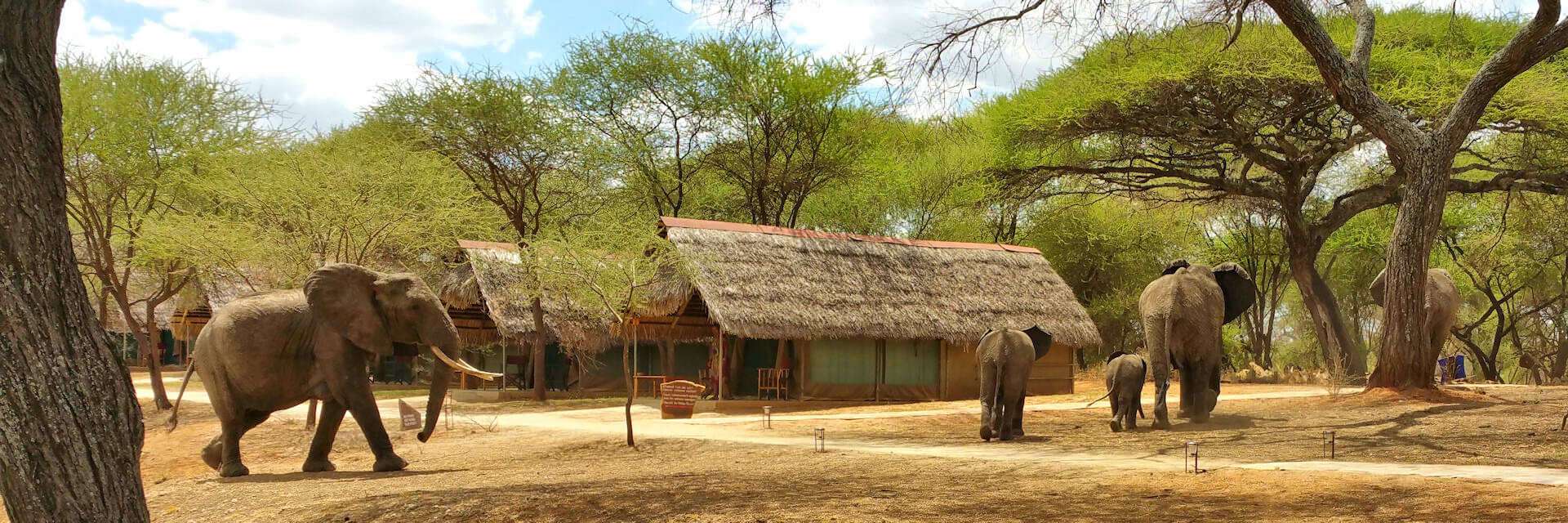 Tarangire Safari Lodge centraal gelegen in Tarangire Nationaal Park Tarangire Safari Lodge centraal gelegen in Tarangire Nationaal Park