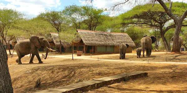 Tarangire Safari Lodge klik voor verdere informatie! Tarangire Safari Lodge klik voor verdere informatie!