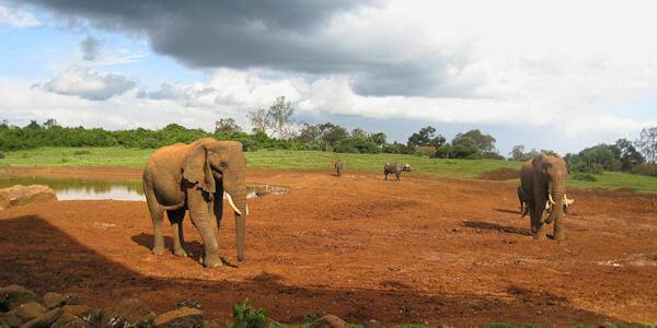Vanuit de ondergrondse bunker mogelijkheid om het wild van nabij te observeren, accommodatie Aberdare Nationaal Park in Kenia