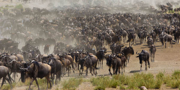 Masai Mara Nationaal Reservaat, Kenia Masai Mara Nationaal Reservaat, Kenia