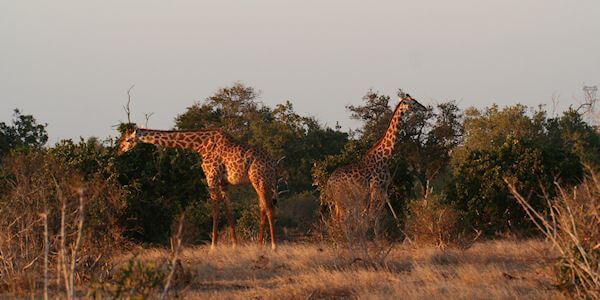 Tsavo Oost Nationaal Park, Kenia Tsavo Oost Nationaal Park, Kenia