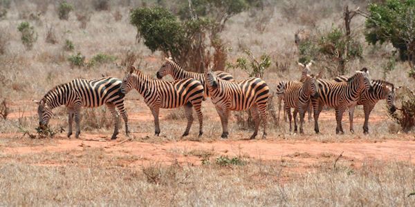 Tsavo Oost Nationaal Park, Kenia Tsavo Oost Nationaal Park, Kenia