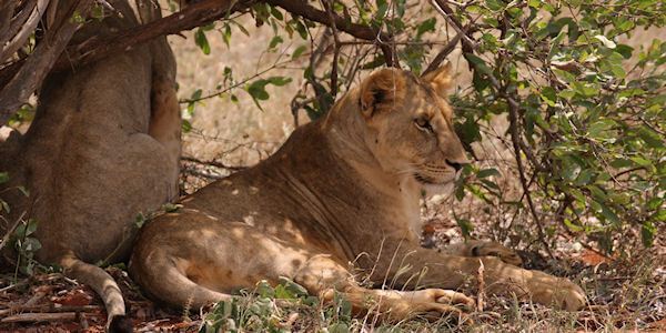 Tsavo Oost Nationaal Park, leeuwinnen hebben een andere huid type en zijn meer grijzer van kleur