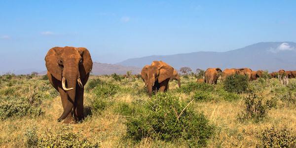 Tsavo Oost Nationaal Park informatie en accommodaties Tsavo Oost Nationaal Park informatie en accommodaties