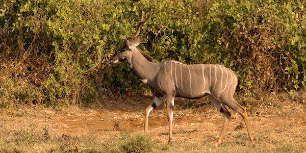 Tsavo West Nationaal Park, Kenia