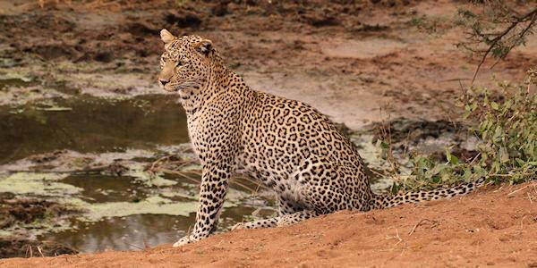 Tsavo West Nationaal Park, Kenia Tsavo West Nationaal Park, Kenia