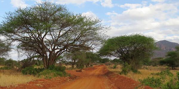 Tsavo West Nationaal Park, Kenia Tsavo West Nationaal Park, Kenia