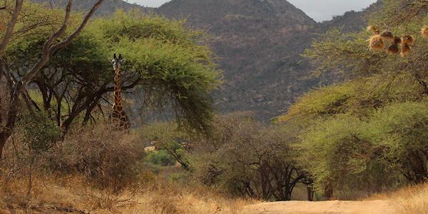 Tsavo West Nationaal Park, Kenia Tsavo West Nationaal Park, Kenia