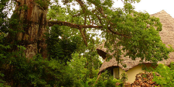 Unguja Lodge - Baobab suite - Zanzibar, Tanzania Unguja Lodge - Baobab suite - Zanzibar, Tanzania