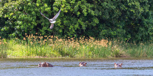 Ndere eiland - Victoria meer - West Kenia