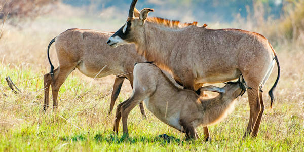 Ruma nationaal park - Victoria meer - West Kenia