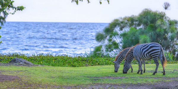 Impala concessie nabij Kisumu