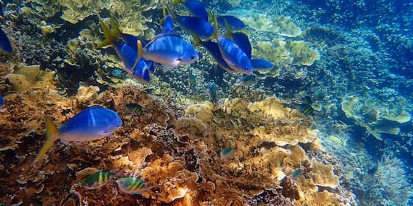 watamu-maritiem-nationaal-park watamu-maritiem-nationaal-park