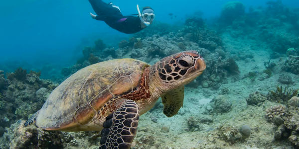 Watamu - groene zeeschildpad Watamu - groene zeeschildpad