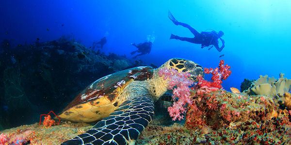 Zanzibar wateren ideaal om te duiken en te snorkelen Zanzibar wateren ideaal om te duiken en te snorkelen